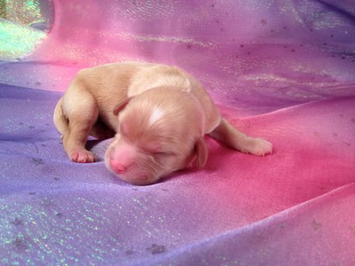 Male Tan Cavachon Puppy for sale #3|Many Cavachon Breeders in Florida with Cavachon Puppies for sale ask more for their puppies 2